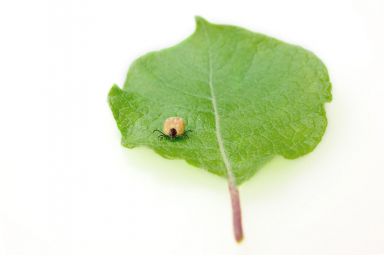 Ticks – Help by means of nutrition? Are ticks of any use?