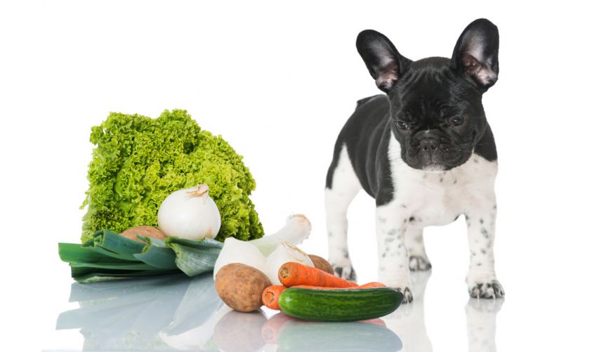 Start: Animal Nutrition and Natural Health  For Your Pet