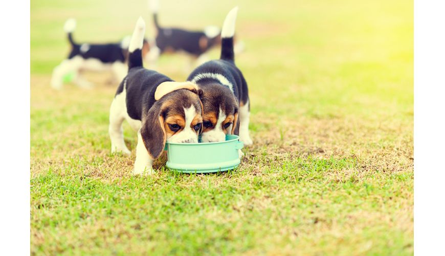 Nutrición de cachorros y animales mayores