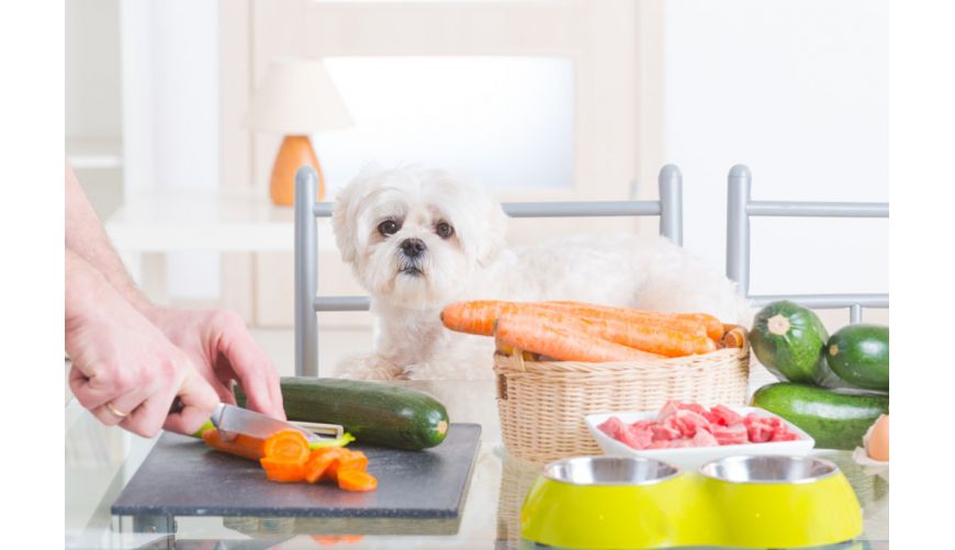 Nutrition and change of diet for dogs and cats in cases of illness, allergies and intolerances