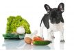 Neu: Doolittle Terapias Ernährung und  Gesundheit für Ihr Tier 
