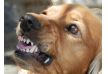 Der Einfluss von Eiweiß auf das Verhalten unserer Hunde