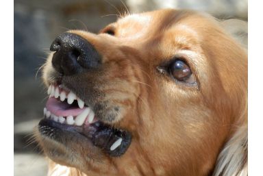 Der Einfluss von Eiweiß auf das Verhalten unserer Hunde