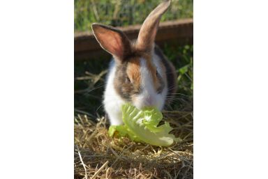 Präsenz Workshop in Eschwege, Deutschland für Kaninchen-Interessierte