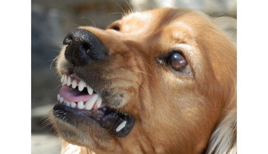 Der Einfluss von Eiweiß auf das Verhalten unserer Hunde