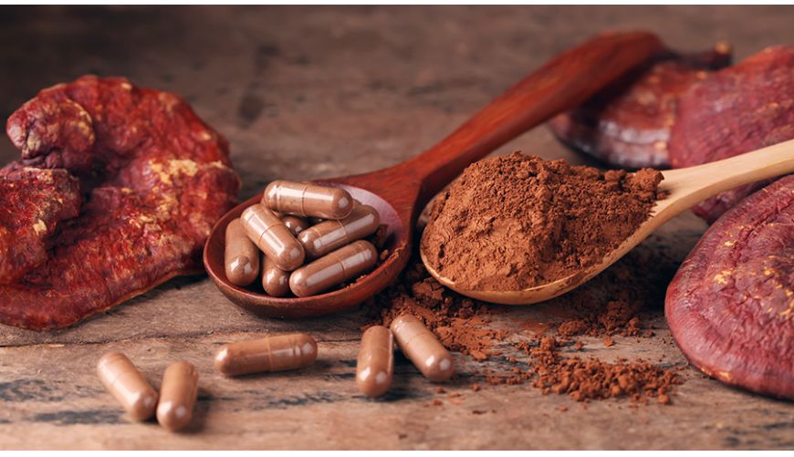 Mykotherapie - Tiere heilen mit Vitalpilzen