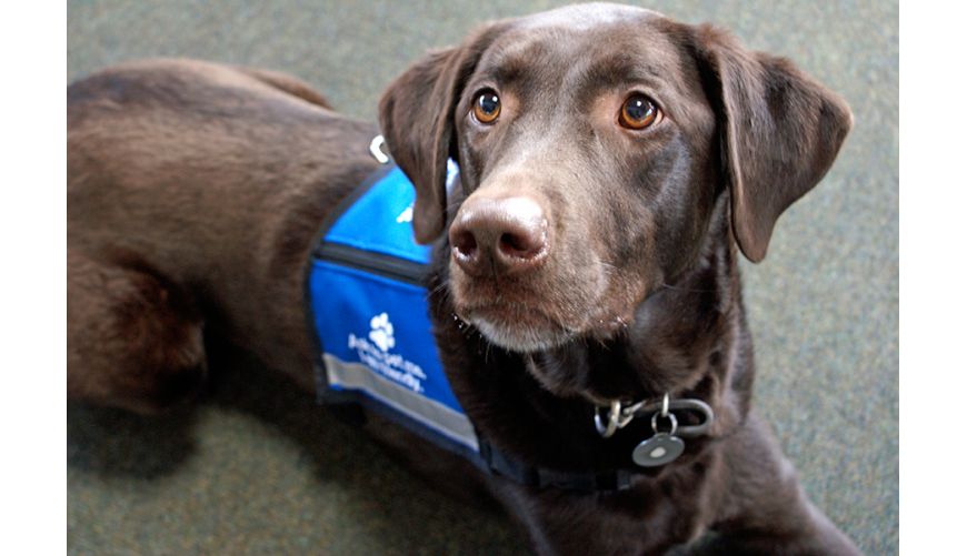 Dienst- und Therapiehunde