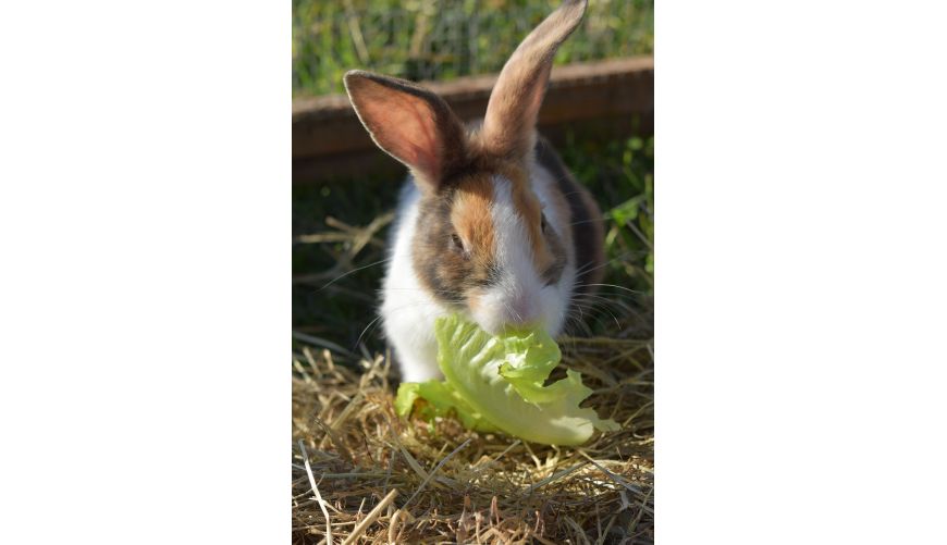 Präsenz Workshop in Eschwege, Deutschland für Kaninchen-Interessierte