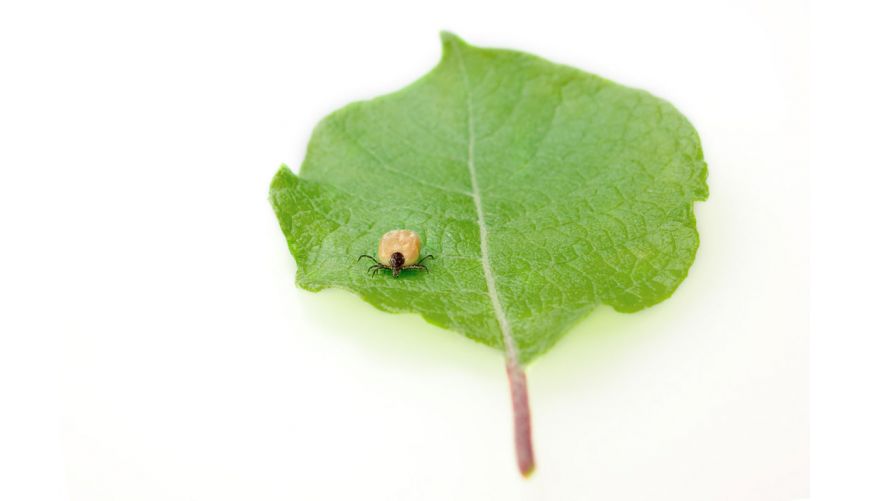 Garrapatas – ¿Ayuda a través de la nutrición? Garrapatas ¿para que sirven?