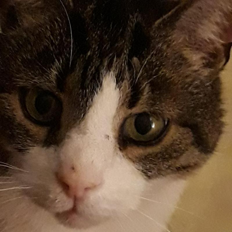 Pinot 14 años