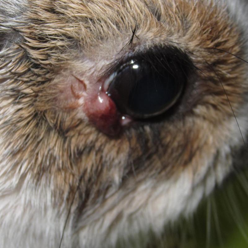 Ronja con mixomatosis