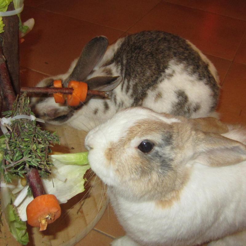 Conejitos con arbol de navidad de verdura