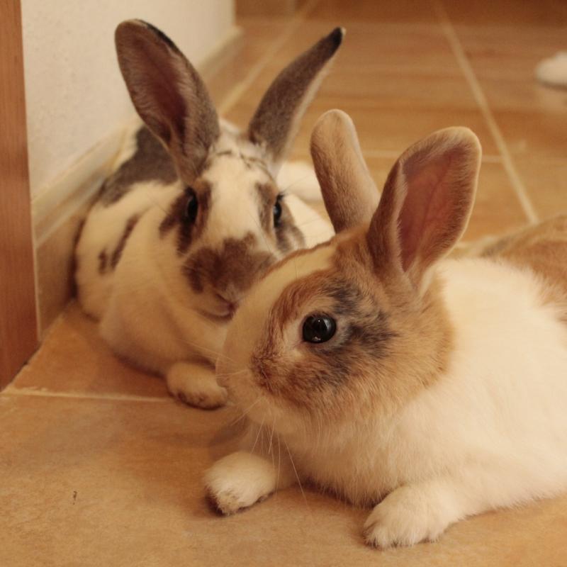 Ronja y Tambor despues de superar la mixomatosis