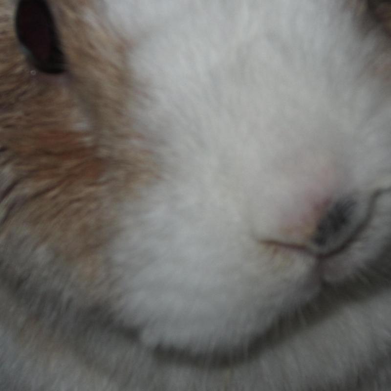 Tambor con mixomatosis